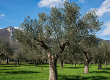 Agence funéraire Colombe -  Entreprise de pompes funèbres à Cabriès pour la préparation d'obsèques catholiques